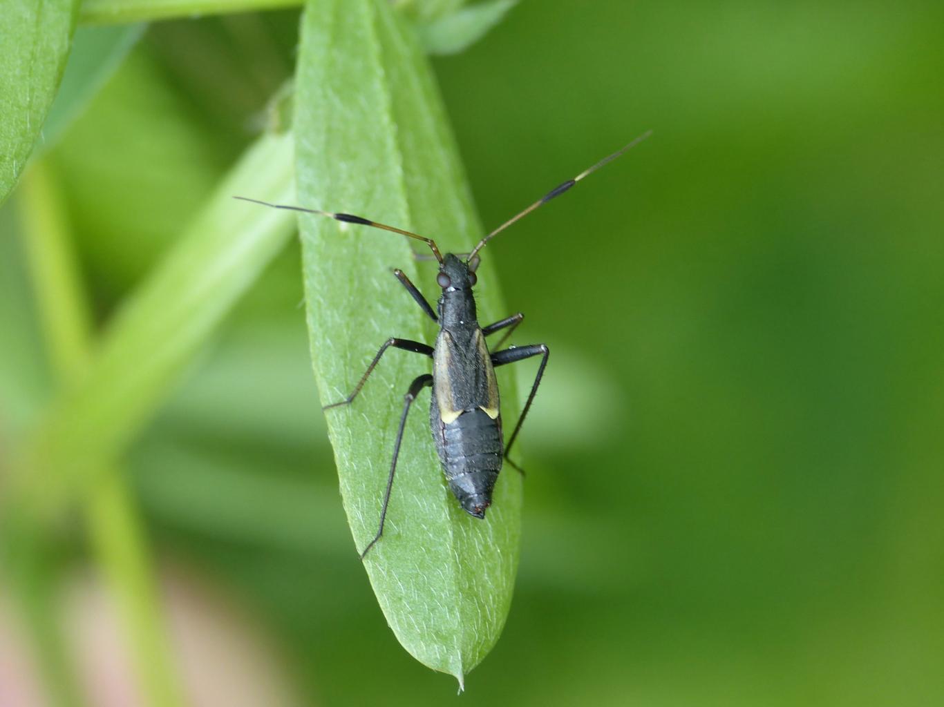 Aphanosoma italicum da Montecompatri (RM)